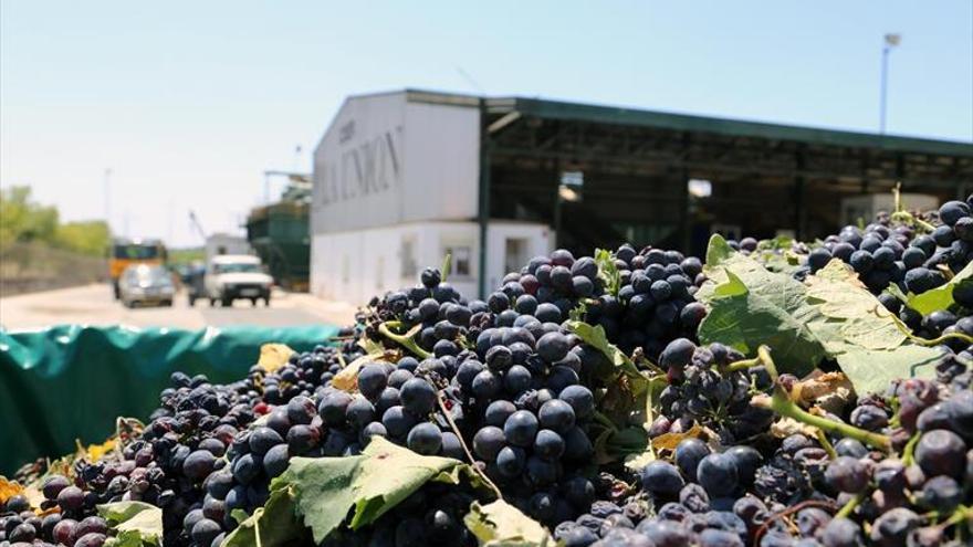 Las elevadas temperaturas reducirán en un 40% la vendimia de uvas tintas
