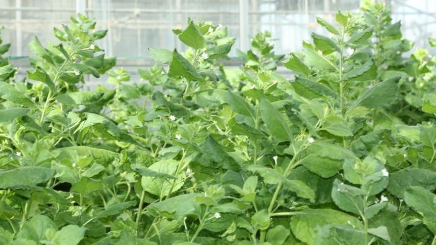 Plantas de tabaco de la variedad que será utilizada en el proyecto de investigación.