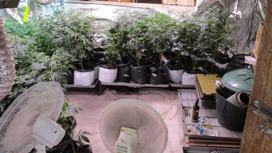 En el vídeo, actuación anterior de la Guardia Civil en la isla de Tenerife tras desarticular una red dedicada a introducir grandes cantidades de hachís procedente de África. En la imagen, algunas de las plantas intervenidas en Tenerife en la operación Drysift.