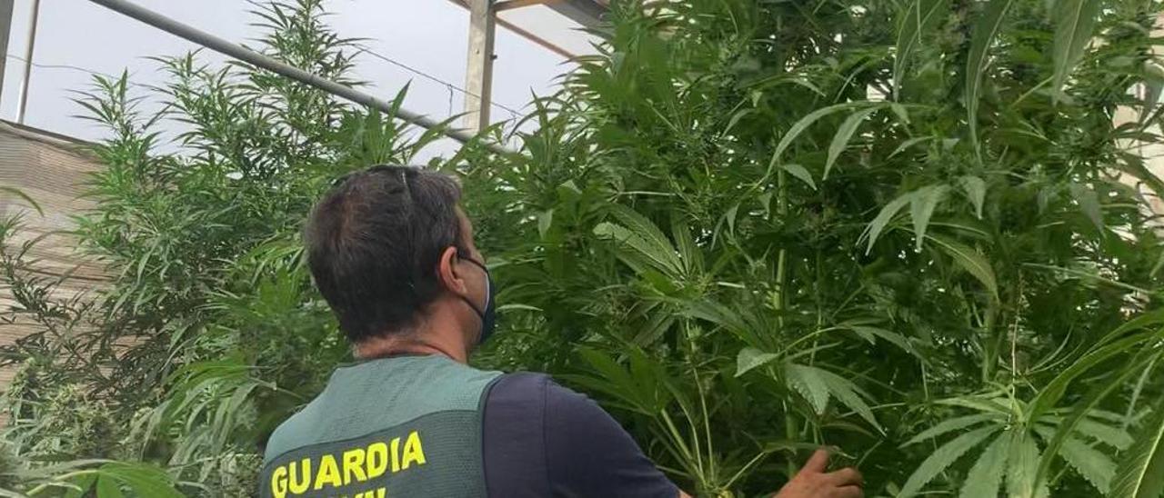 La Guardia Civil en una de las plantaciones desmanteladas en la Vega Baja.