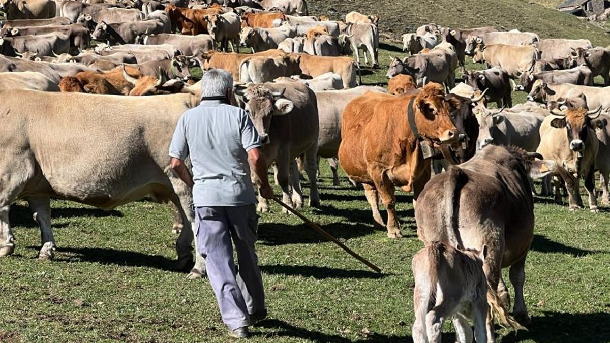 Un ramader amb el ramat de vaques a la muntanya de Llessui