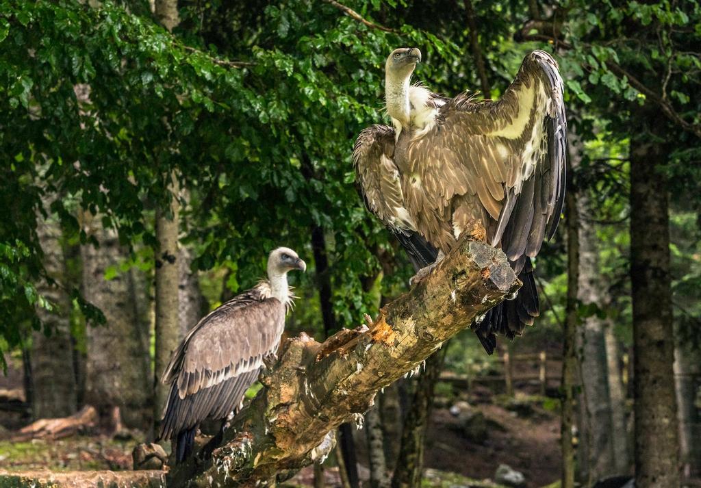 Valle de Arán, Cataluña