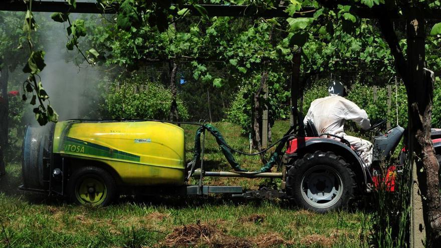 Un viticultor emplea un tractor para el sufaltado de sus viñas en O Salnés. |   // IÑAKI ABELLA