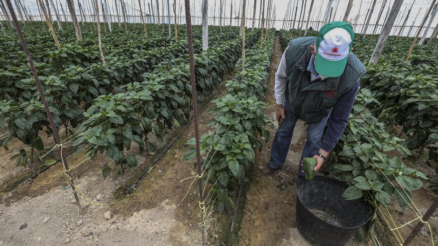 Elche pierde en la última década más de un 30% de superficie cultivada