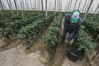 Elche pierde en la última década más de un 30% de superficie cultivada