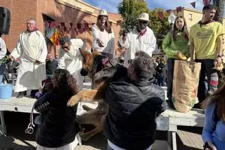 Romeria de San Antón en Elche
