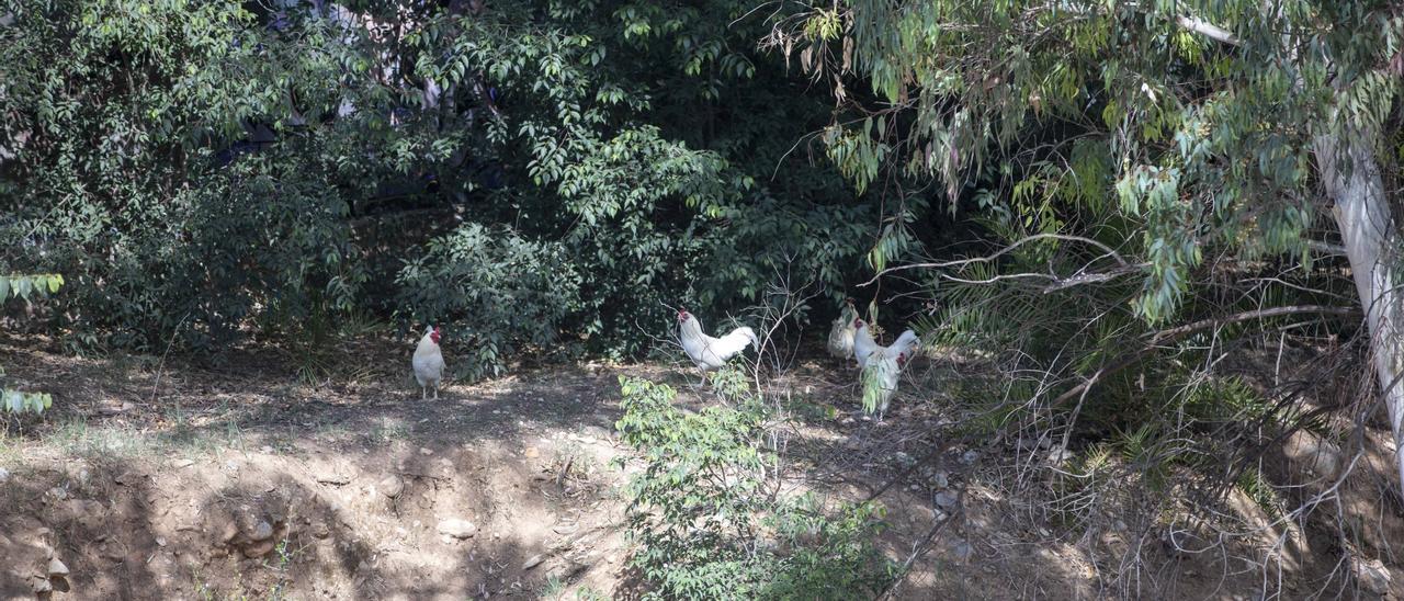 Algunas de las gallinas que habitaban en el torrente de sa Riera.