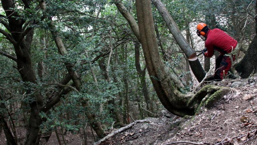 Les teixedes de Montserrat, en el punt de mira dels investigadors per garantir el seu futur