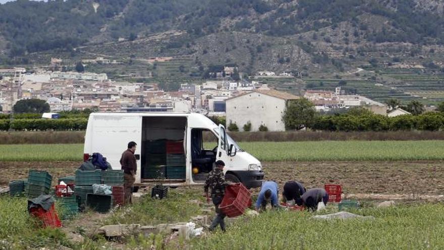 Más de la mitad de la cosecha de ajos tiernos se echa a perder en Xàtiva