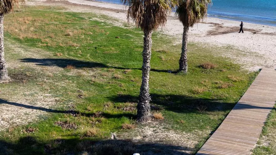 La vegetación gana terreno en la playa de San Gabriel tras las lluvias en Alicante y la falta de cuidados