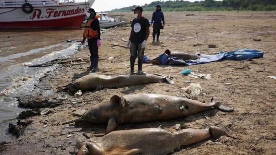 Mueren más de 120 delfines en la Amazonía, con las aguas a 39ºC de temperatura