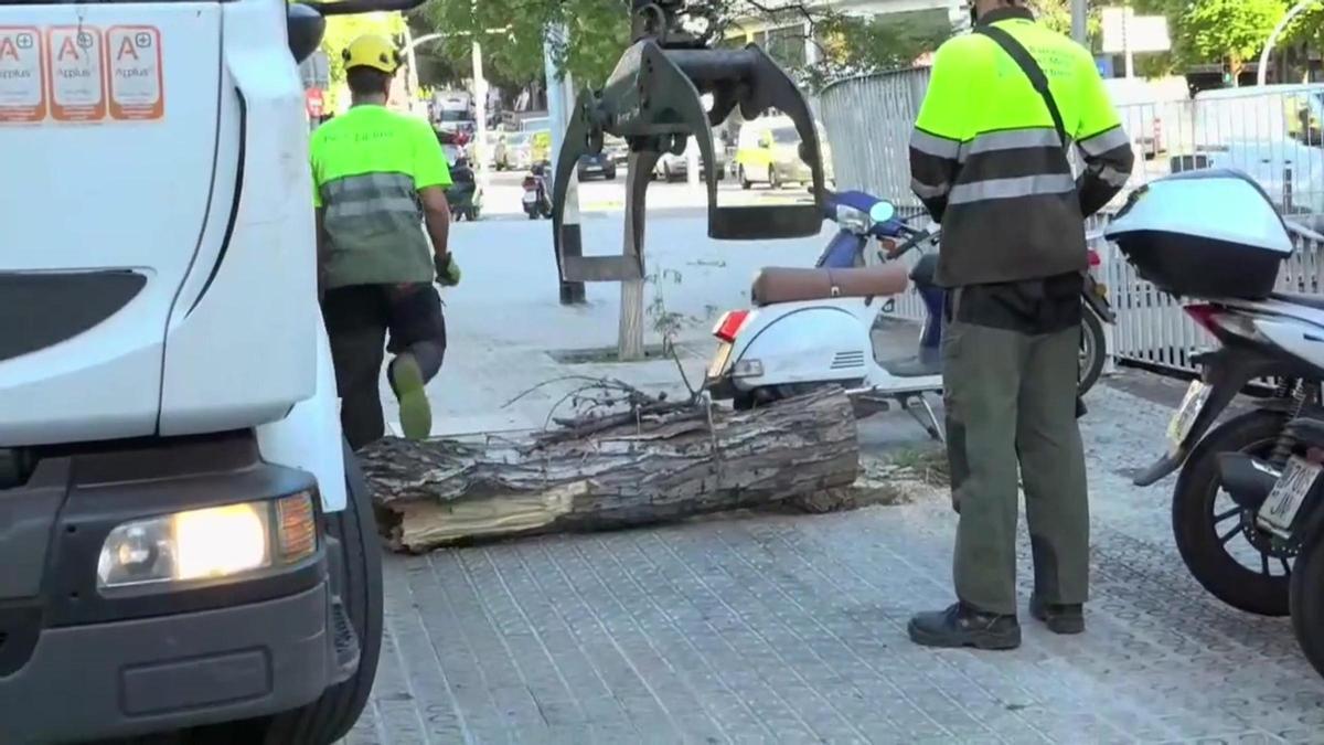Imagen de archivo de un árbol caído en octubre en la calle de Sardenya de Barcelona.