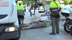 Imagen de archivo de un árbol caído en octibre en la calle de Sardenya de Barcelona.