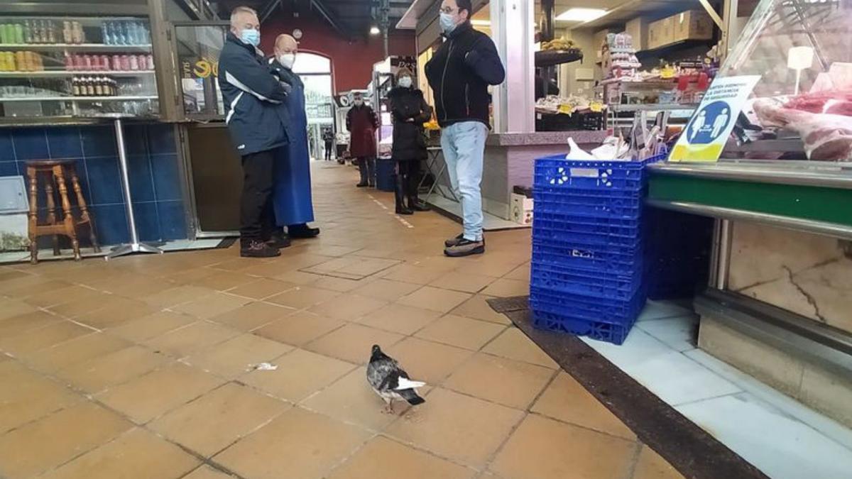 Una paloma paseando entre los comerciantes.