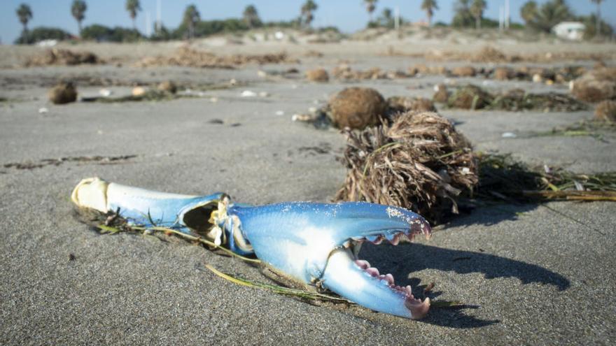 Un ejemplar de cangrejo azul en la playa de Castelló.