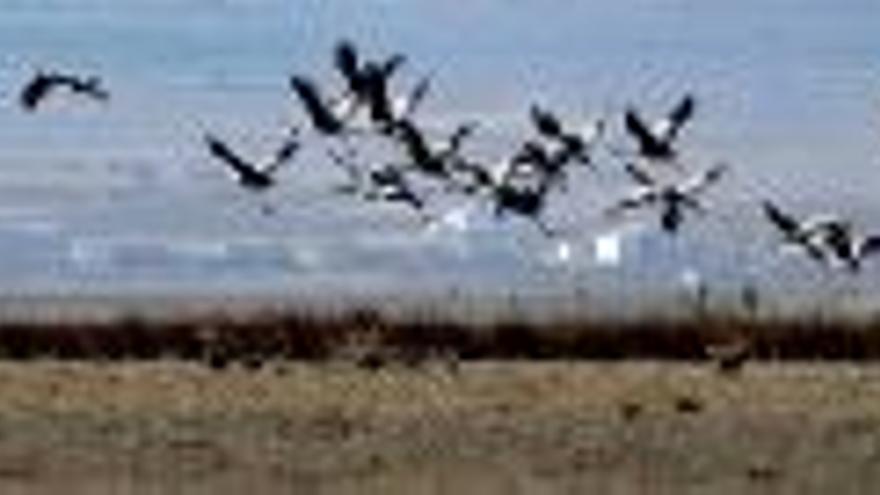 Gallocanta alza el vuelo