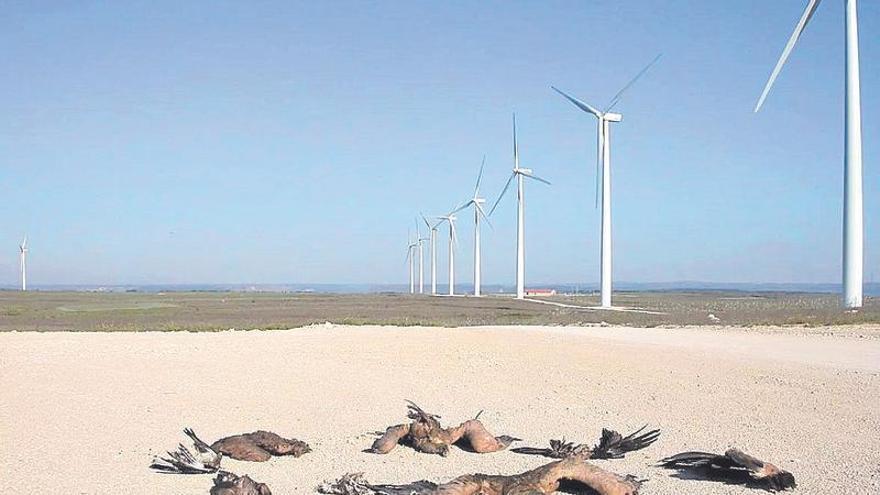 La IA coruñesa que protege las aves en los parques eólicos