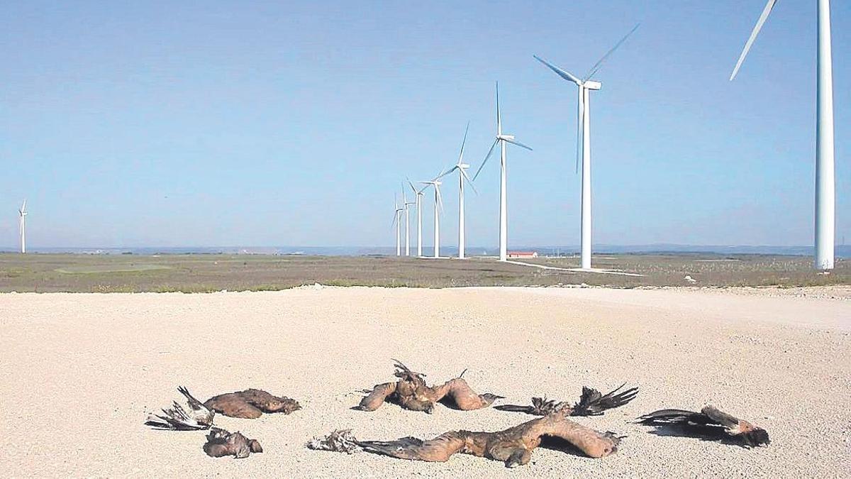 Aves muertas en un parque eólico.