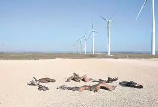 La IA coruñesa que protege las aves en los parques eólicos