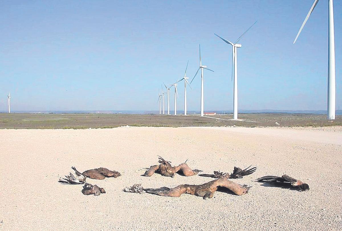 Aves muertas en un parque eólico.