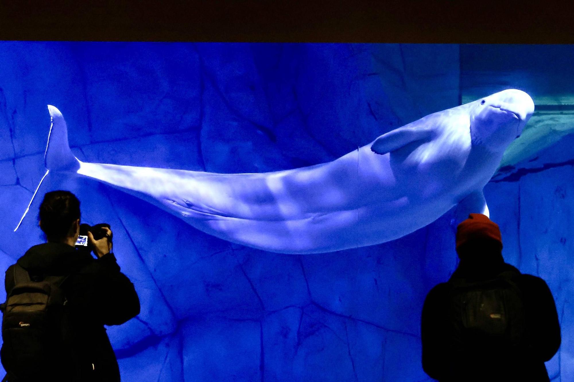 Las cuatro belugas del Oceanogràfic ya nadan juntas en València