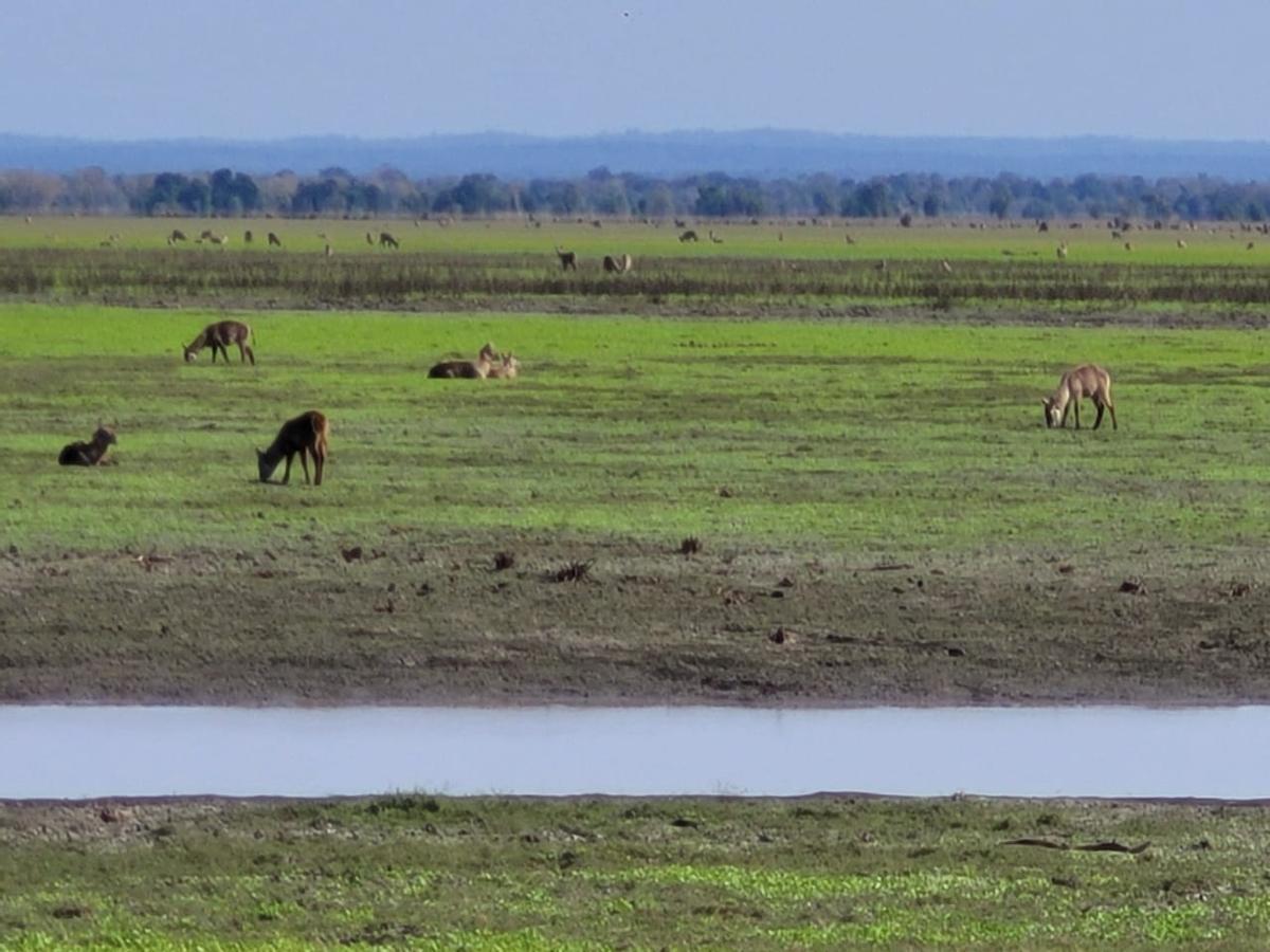 Parque nacional de Gorongosa, donde fueron fotografiados el elefante y el león.