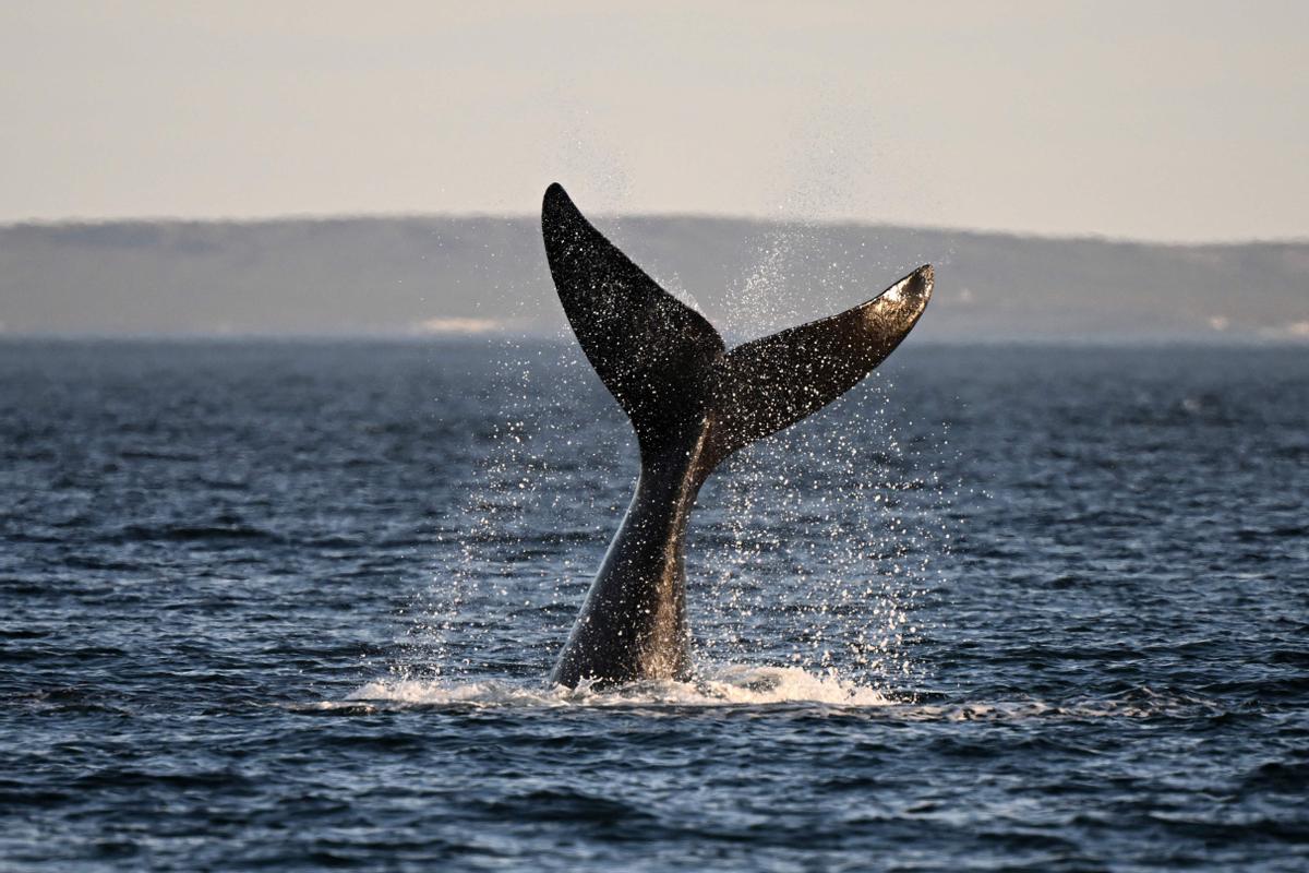 La cola de una ballena Eubalaena australis, fotografiada en la playa de La Cantera, cerca de Puerto Madryn, en la provincia de Chubut, Argentina. Foto tomada el 6 de octubre del 2022.