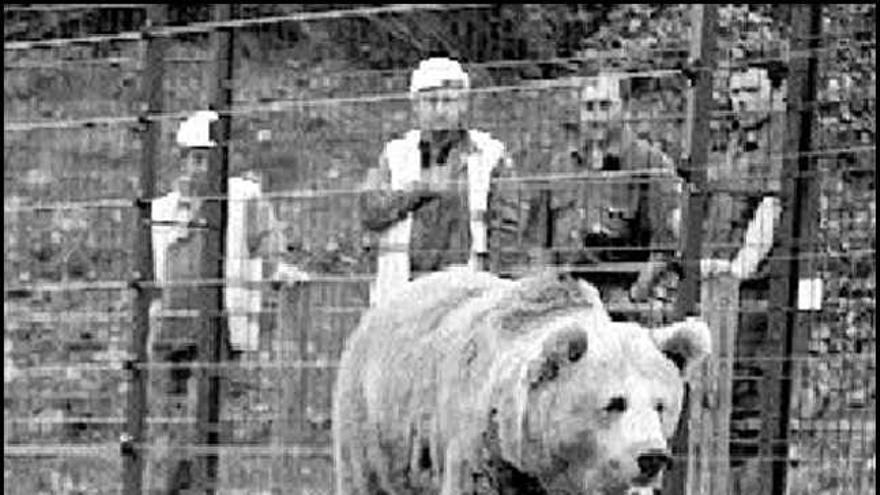 «Paca» y «Tola», en el cercado de manejo osero.