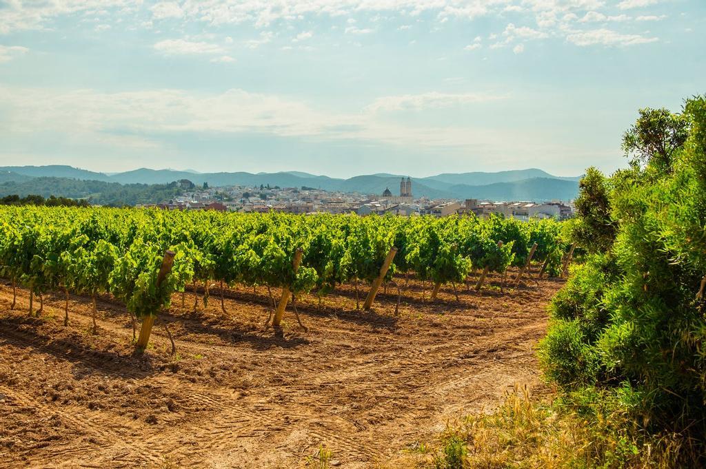 Viñedos de Sant Pere de Ribes