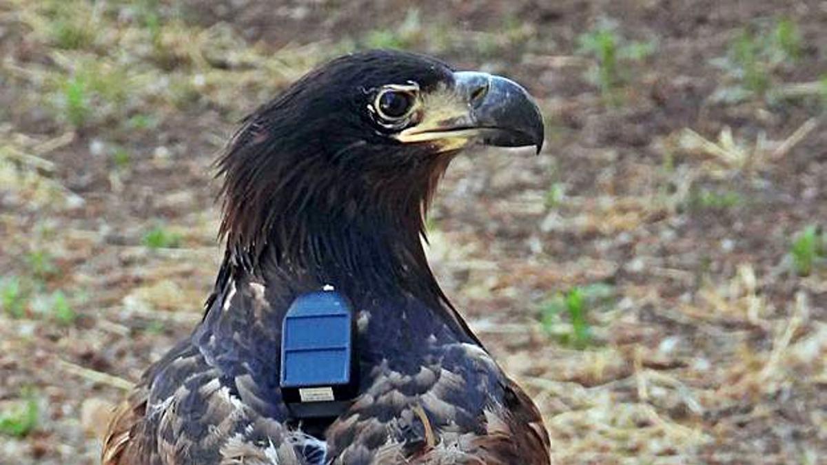 Un ejemplar de pigargo con radiomarcaje.