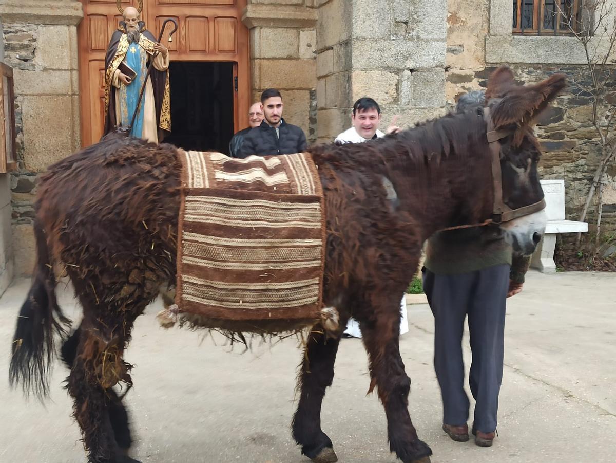 Una burra ante la imagen de san Antón.