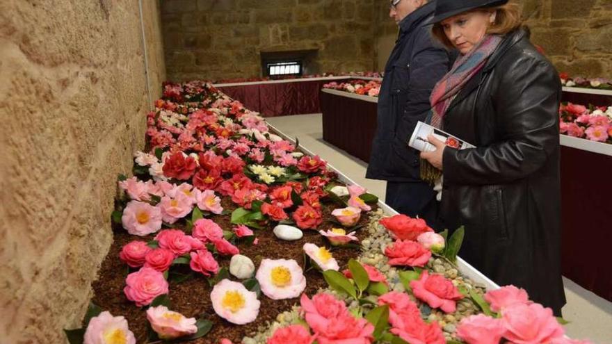 Dos espectadores contemplan los lotes de los cultivadores de camelias. // Gustavo Santos