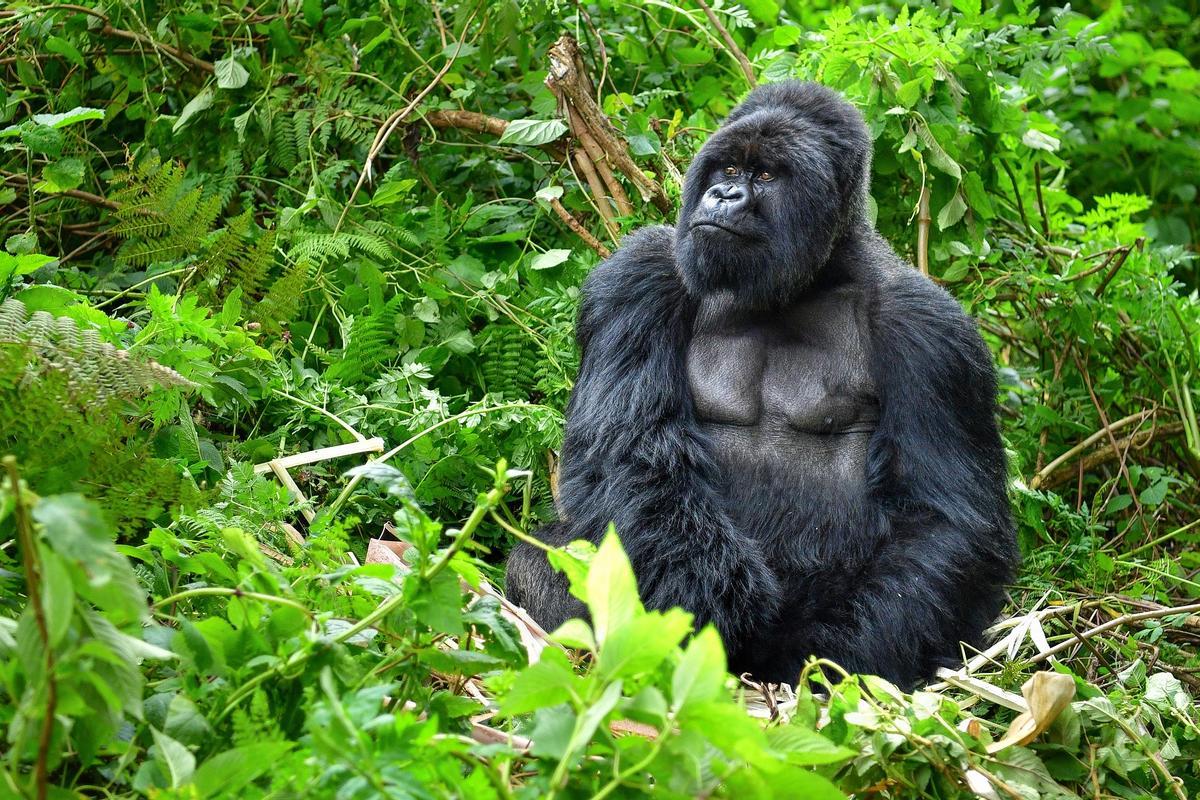 Gorila en la selva