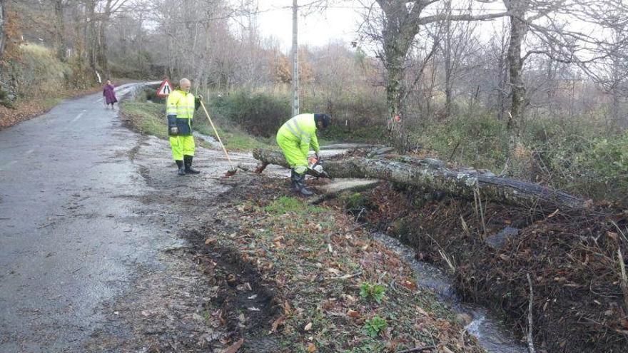 Retirada del árbol en la carretera de Coso a San Ciprián de Sanabria