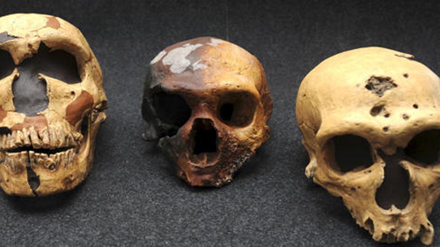 Los humanos modernos se cruzaron con los neandertales