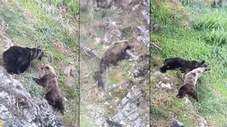 Las impactantes imágenes de cómo un oso mata a dos esbardos en Somiedo y se pelea brutalmente con la madre: "Se me encogió el corazón"