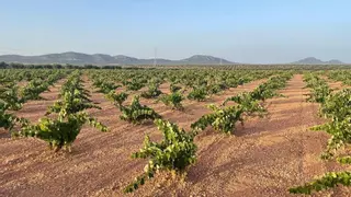 El PSOE pide explicaciones por la prórroga del regadío de Tierra de Barros: "El proyecto sí se podía ejecutar"