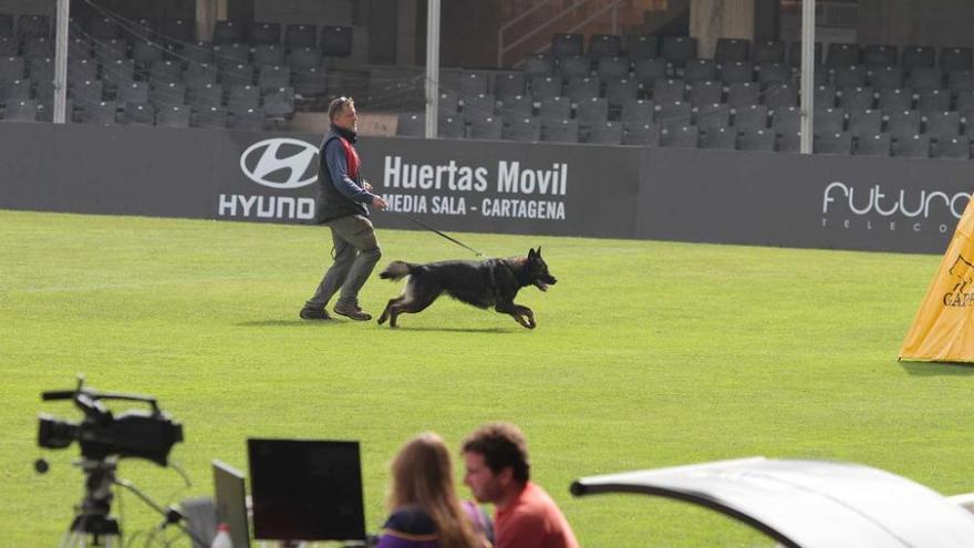 Campeonato de España de perros en Cartagena