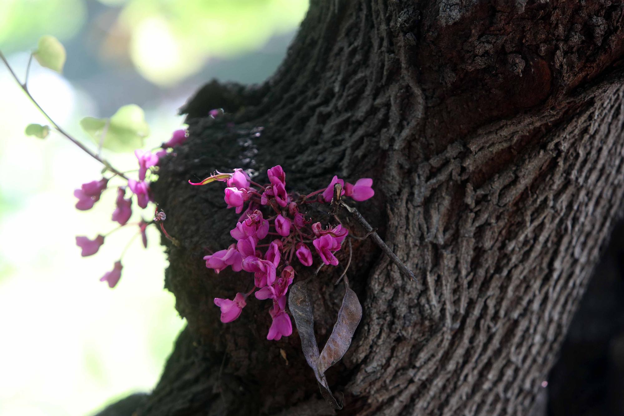 Las flores del Jardín Botánico en primavera