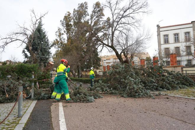 Fotogalería | Adiós al eucalipto del Cuartel Infanta Isabel