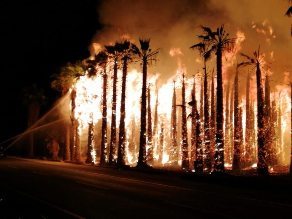 Más de 7.000 palmeras quemadas en varios incendios casi simultáneos en el Camp d''Elx