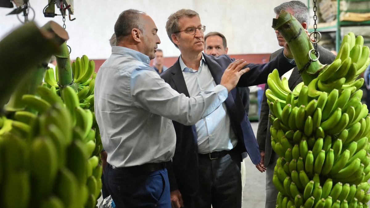 Alberto Núñez Feijóo, este viernes, en una empresa empaquetadora de plátanos en La Palma (Canarias).