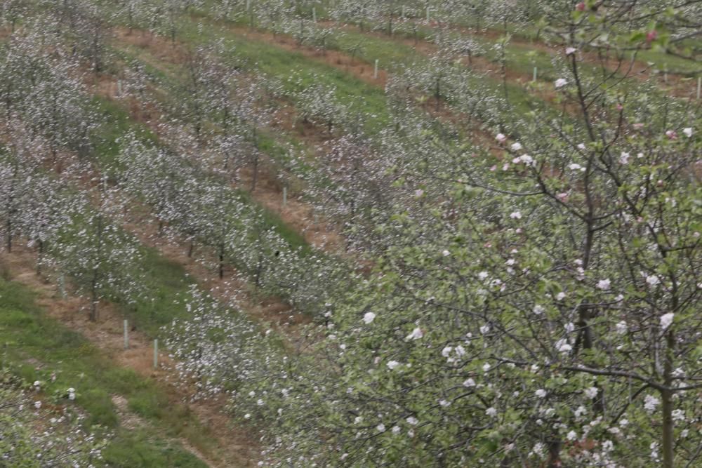 Manzanos en flor en Serín