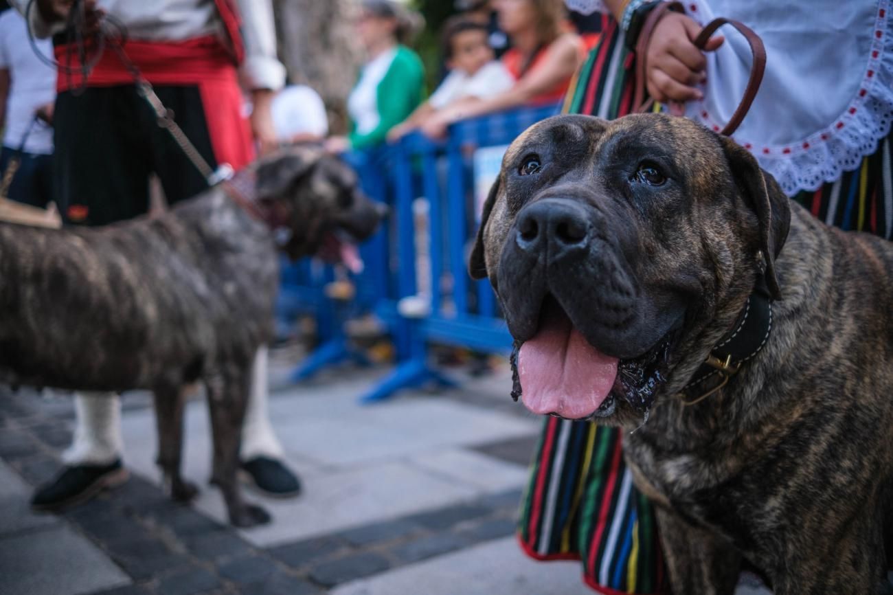 Noche de los Burros en La Laguna, julio de 2022