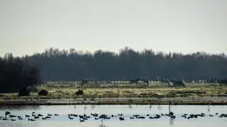 Doñana cumple 55 años tratando de sobrevivir a diversas amenazas