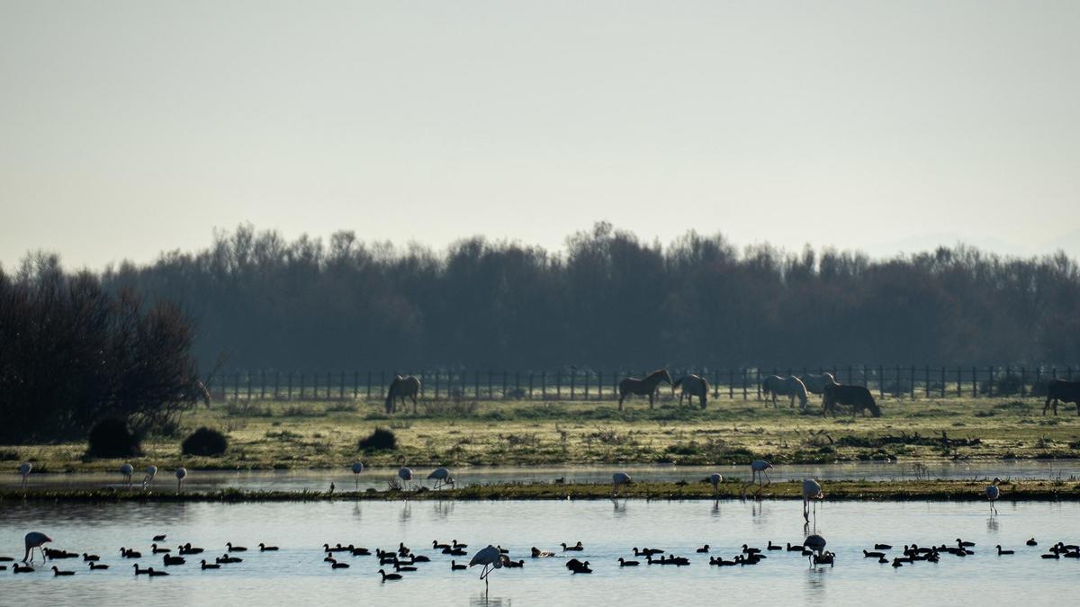 Aves y caballos en el Parque Nacional de Doñana.