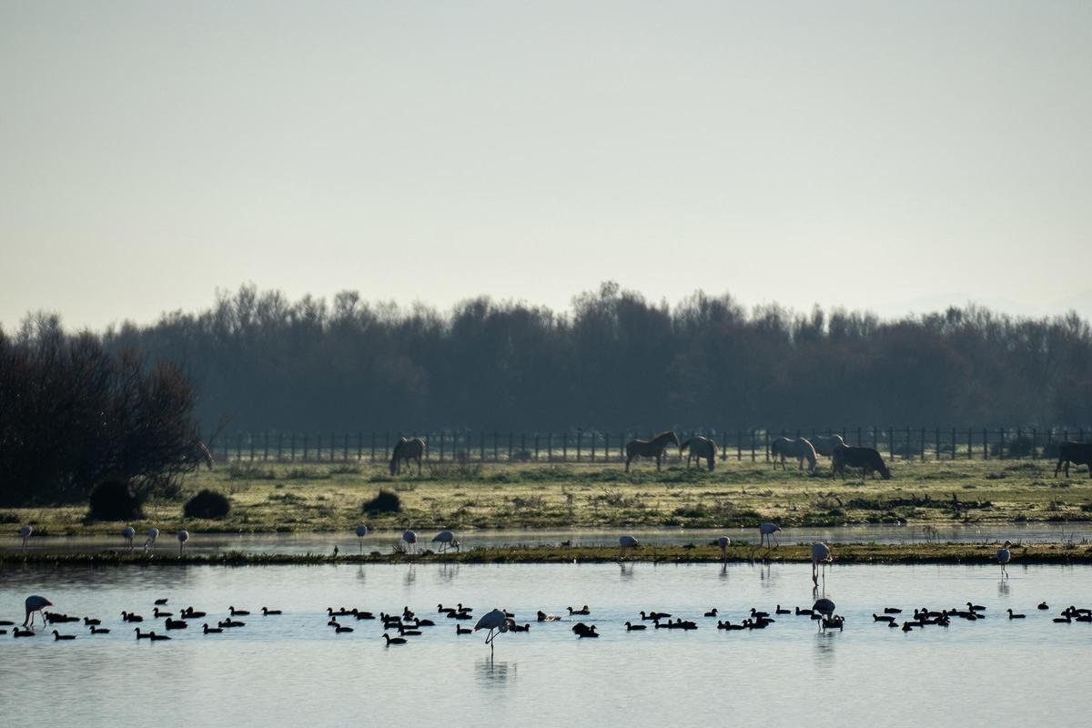 Aves y caballos en el Parque Nacional de Doñana.