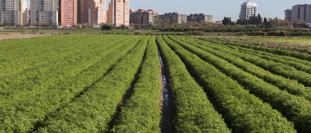 El Consell confía en que el Gobierno desista de recurrir la ley de la Huerta