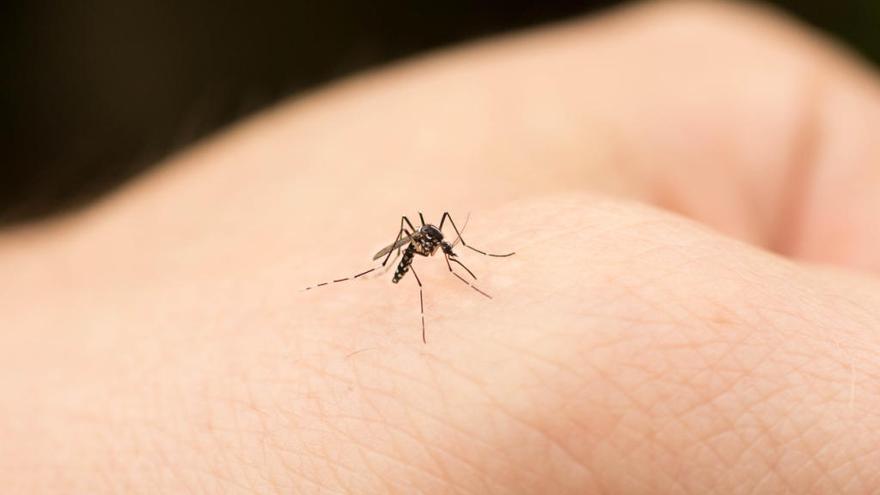 La alerta sobre esta picadura de mosquito que debes tener en cuenta (y cómo evitarla)