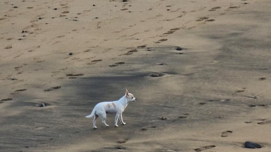 La eterna polémica: una pareja pasea a su perro por Las Canteras